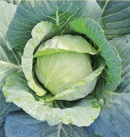 Territorial Seed Company CABBAGE CHARMANT 1/2 gram
