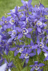 Walters Gardens Aquilegia c. KIRIGAMI™ Deep Blue & White 5.5 Columbine