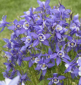 Walters Gardens Aquilegia c. KIRIGAMI Deep Blue & White 5.5 Aquilegia c. KIRIGAMI Deep Blue & White Columbine