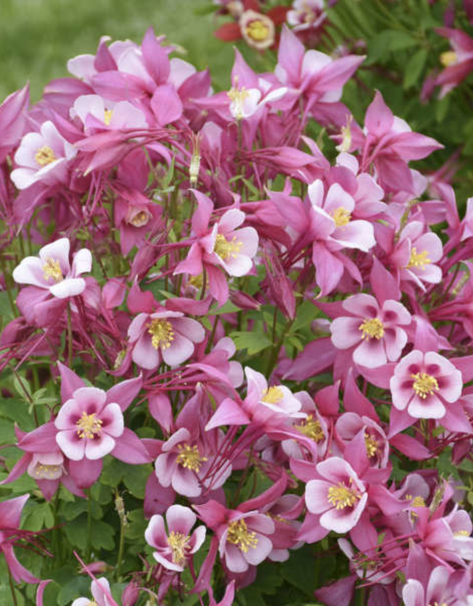 Walters Gardens Aquilegia c. KIRIGAMI Rose & Pink 5.5 Colmubine