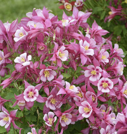 Walters Gardens Aquilegia c. KIRIGAMI Rose & Pink 5.5 Colmubine