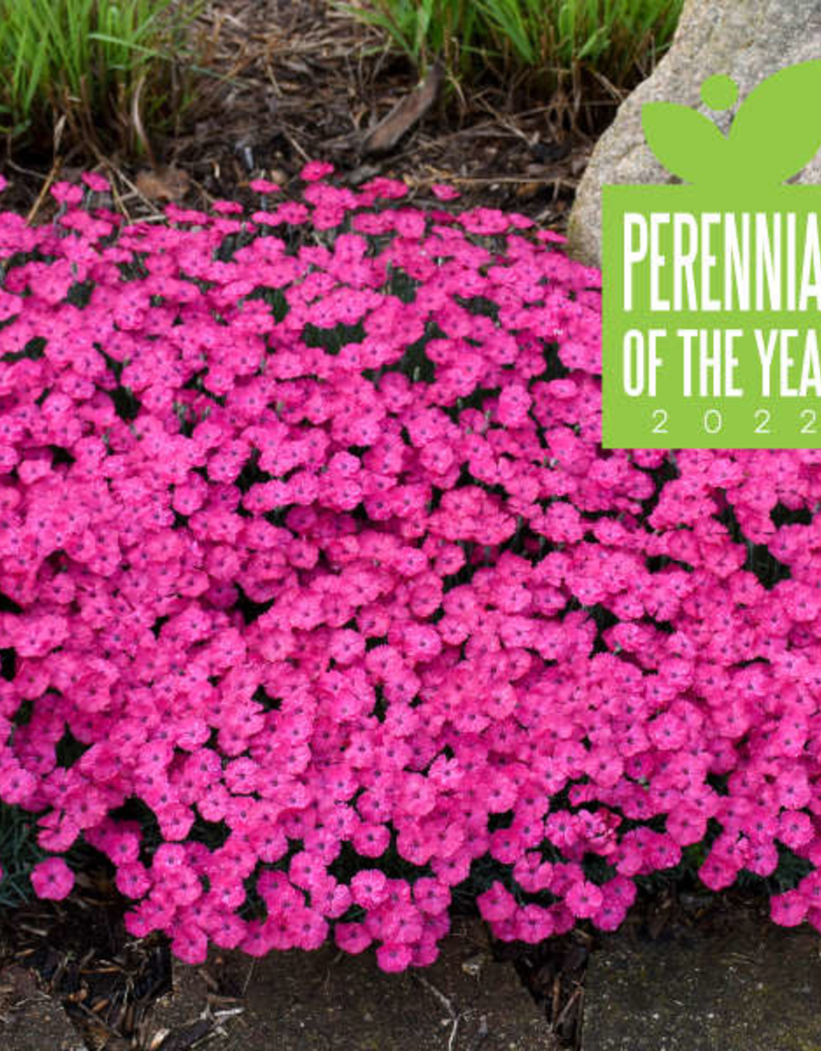 Proven Winners Dianthus 'Paint the Town Magenta' 5.5in PW