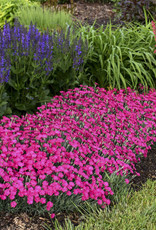 Proven Winners Dianthus 'Paint the Town Magenta' 5.5in PW