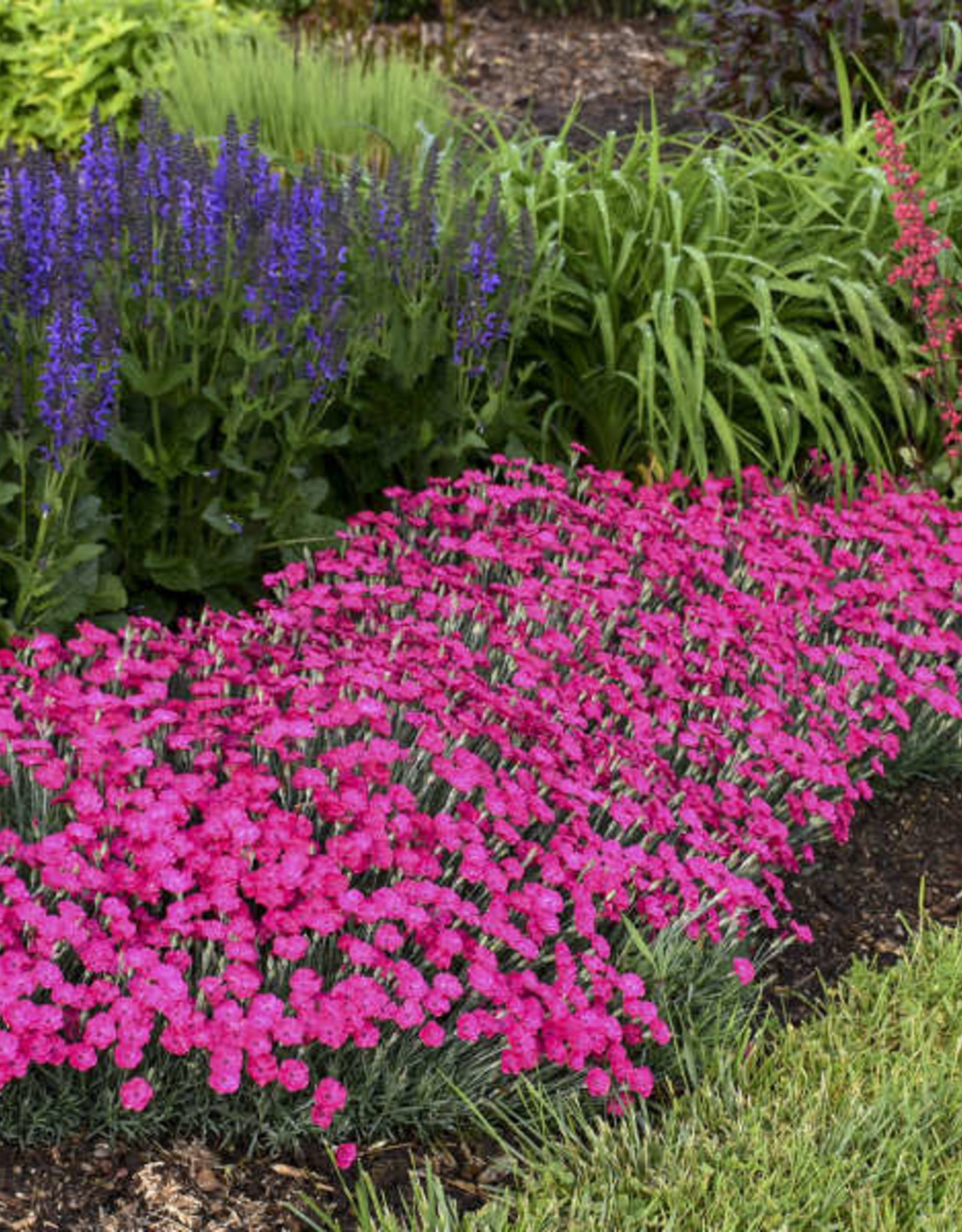 Proven Winners Dianthus 'Paint the Town Magenta' 5.5in PW