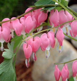 Walters Gardens Dicentra spectabilis #1 WG 2E- Bleeding Heart Old Fashioned