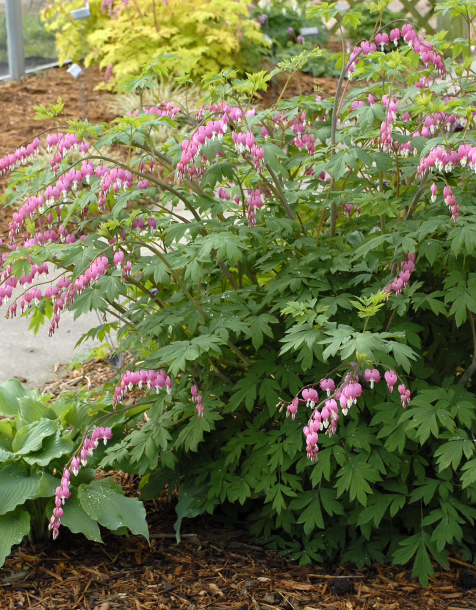 Walters Gardens Dicentra spectabilis #1 WG 2E- Bleeding Heart Old Fashioned