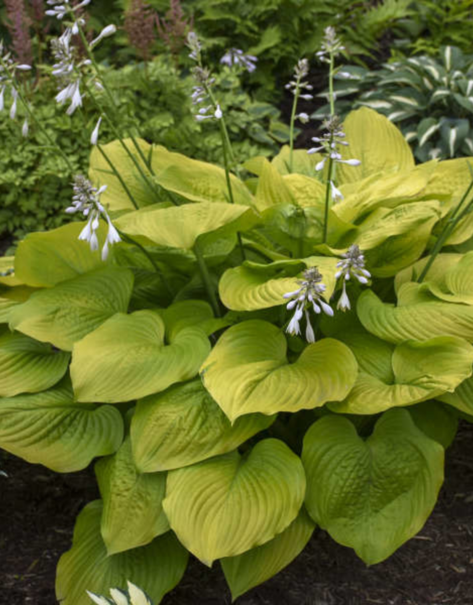 Walters Gardens Hosta 'Age of Gold' 5.5in