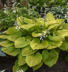 Walters Gardens Hosta 'Age of Gold' 5.5in