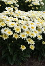 Proven Winners Leucanthemum s 'Banana Cream II' #1 PW