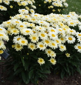 Proven Winners Leucanthemum s 'Banana Cream II' #1 PW