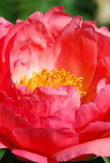 Walters Gardens PAEONIA 'Coral Sunset' (coral) #2 3E