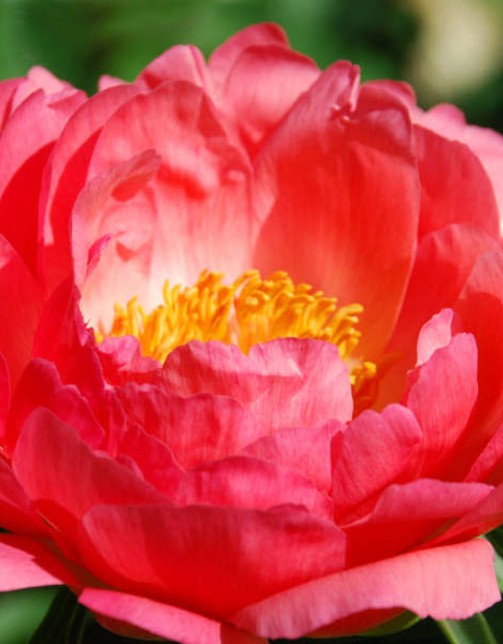 Walters Gardens PAEONIA 'Coral Sunset' (coral) #1 3E