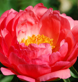 Walters Gardens PAEONIA 'Coral Sunset' (coral) #1 3E