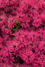 Proven Winners Monarda 'Leading Lady Razzberry' #1 PW Bee Balm
