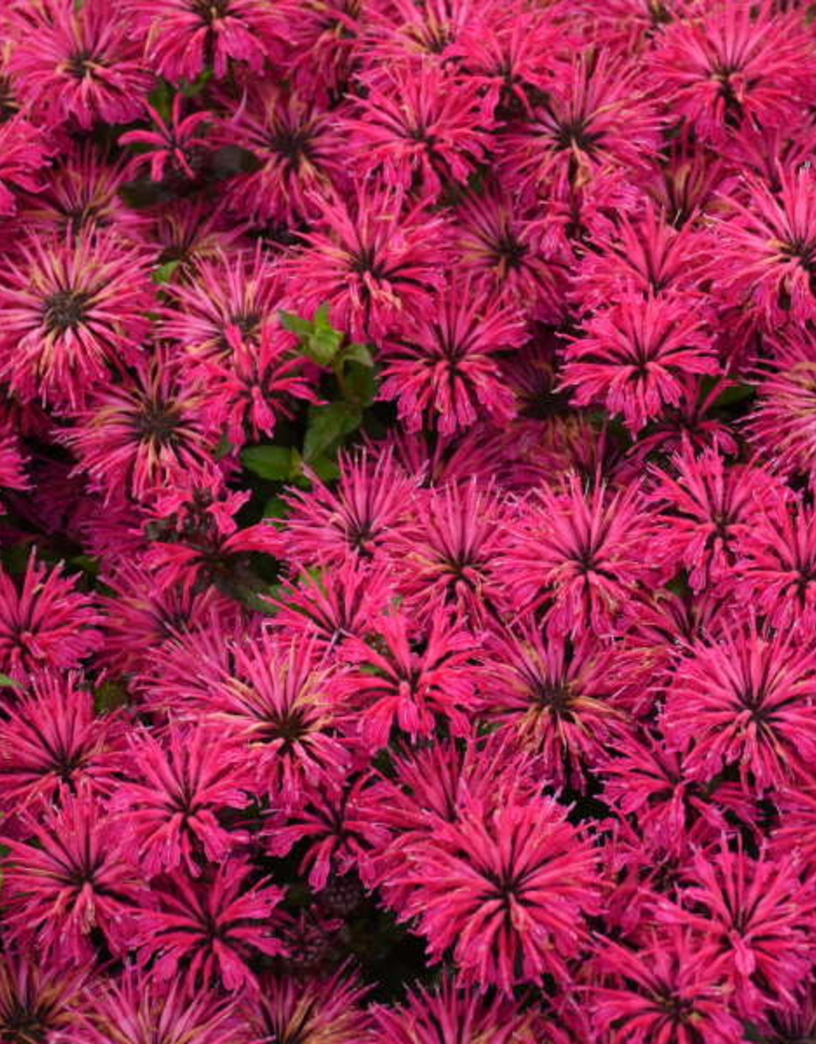 Proven Winners Monarda 'Leading Lady Razzberry' #1 PW Bee Balm