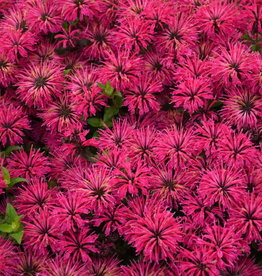 Proven Winners Monarda 'Leading Lady Razzberry' #1 PW Bee Balm