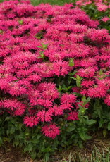Proven Winners Monarda 'Leading Lady Razzberry' #1 PW Bee Balm