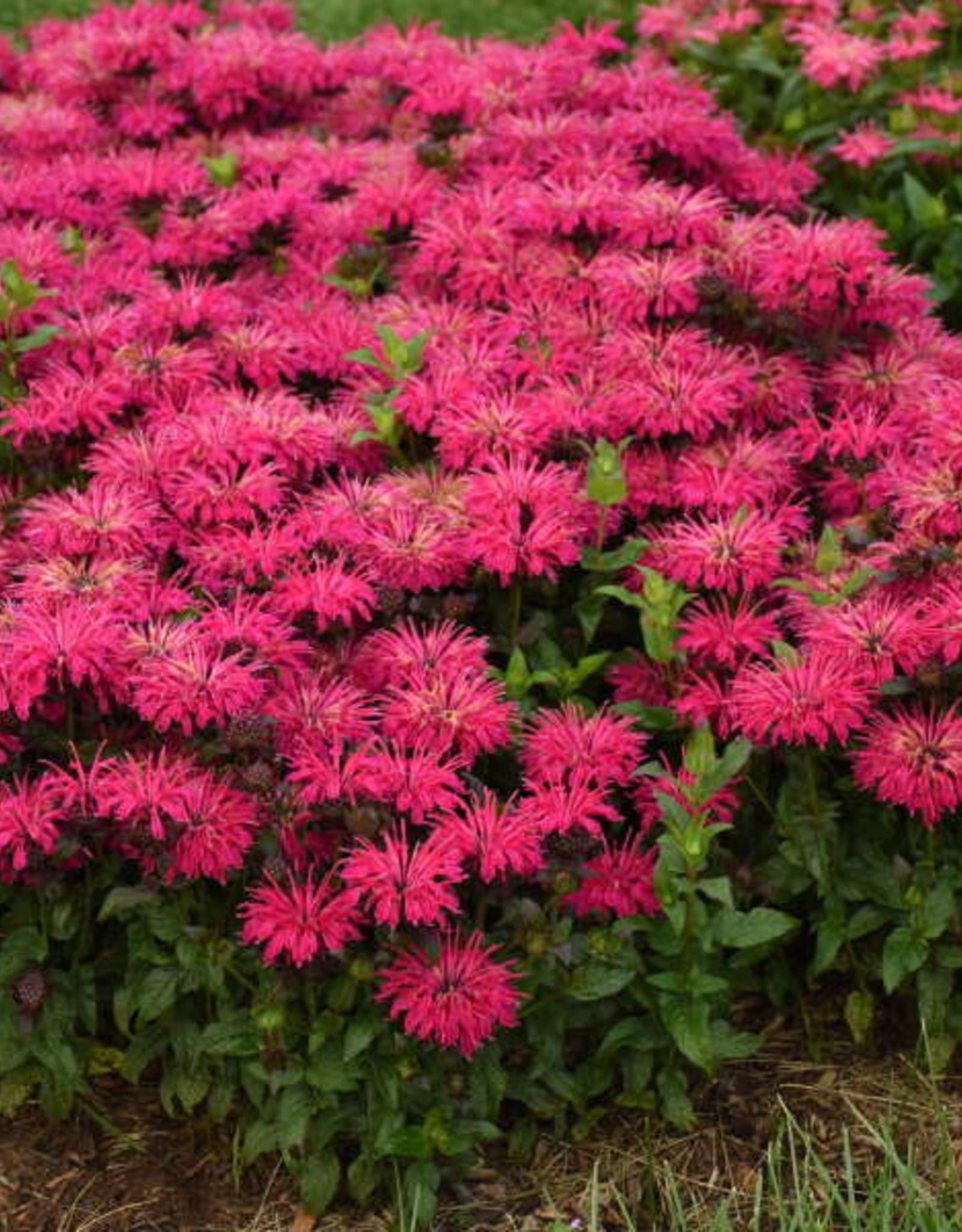 Proven Winners Monarda 'Leading Lady Razzberry' #1 PW Bee Balm