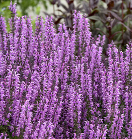 Proven Winners Salvia COLOR SPIRES 'Back to the Fuchsia' QT PW