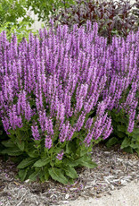 Proven Winners Salvia COLOR SPIRES 'Back to the Fuchsia' QT PW