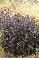 Proven Winners Sedum ROCK'N GROW 'Back in Black' #1 PW