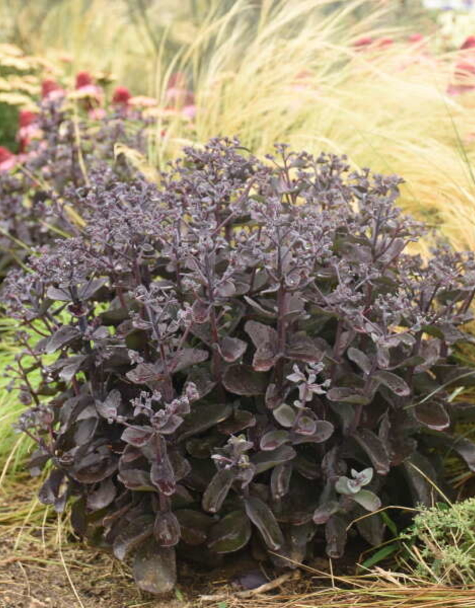Proven Winners Sedum ROCK'N GROW 'Back in Black' #1 PW