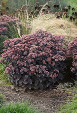 Proven Winners Sedum ROCK'N GROW 'Back in Black' #1 PW