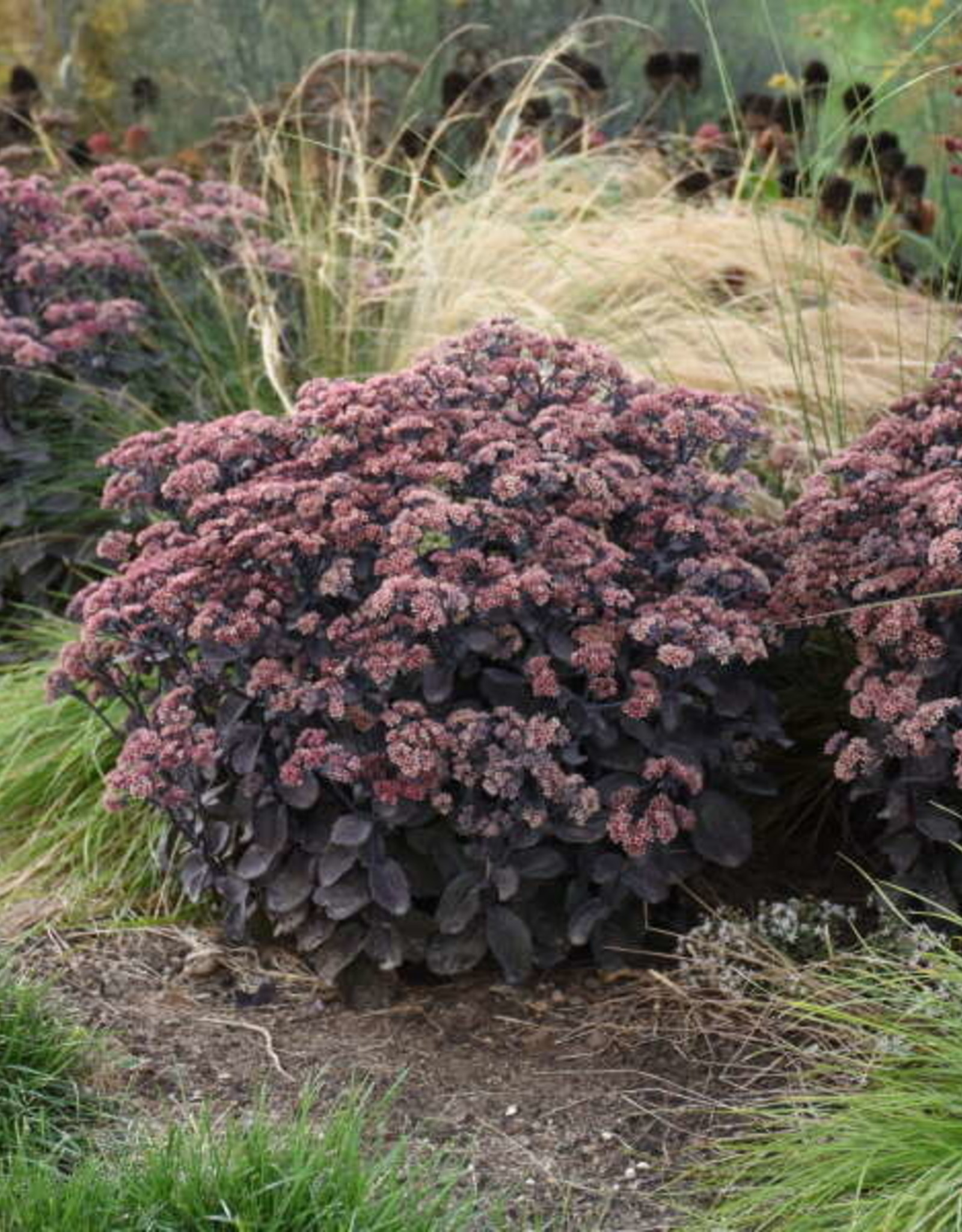 Proven Winners Sedum ROCK'N GROW 'Back in Black' #1 PW