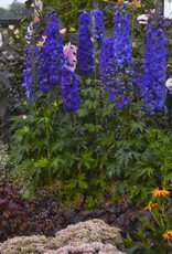 Walters Gardens Delphinium 'Pagan Purples' 5.5in