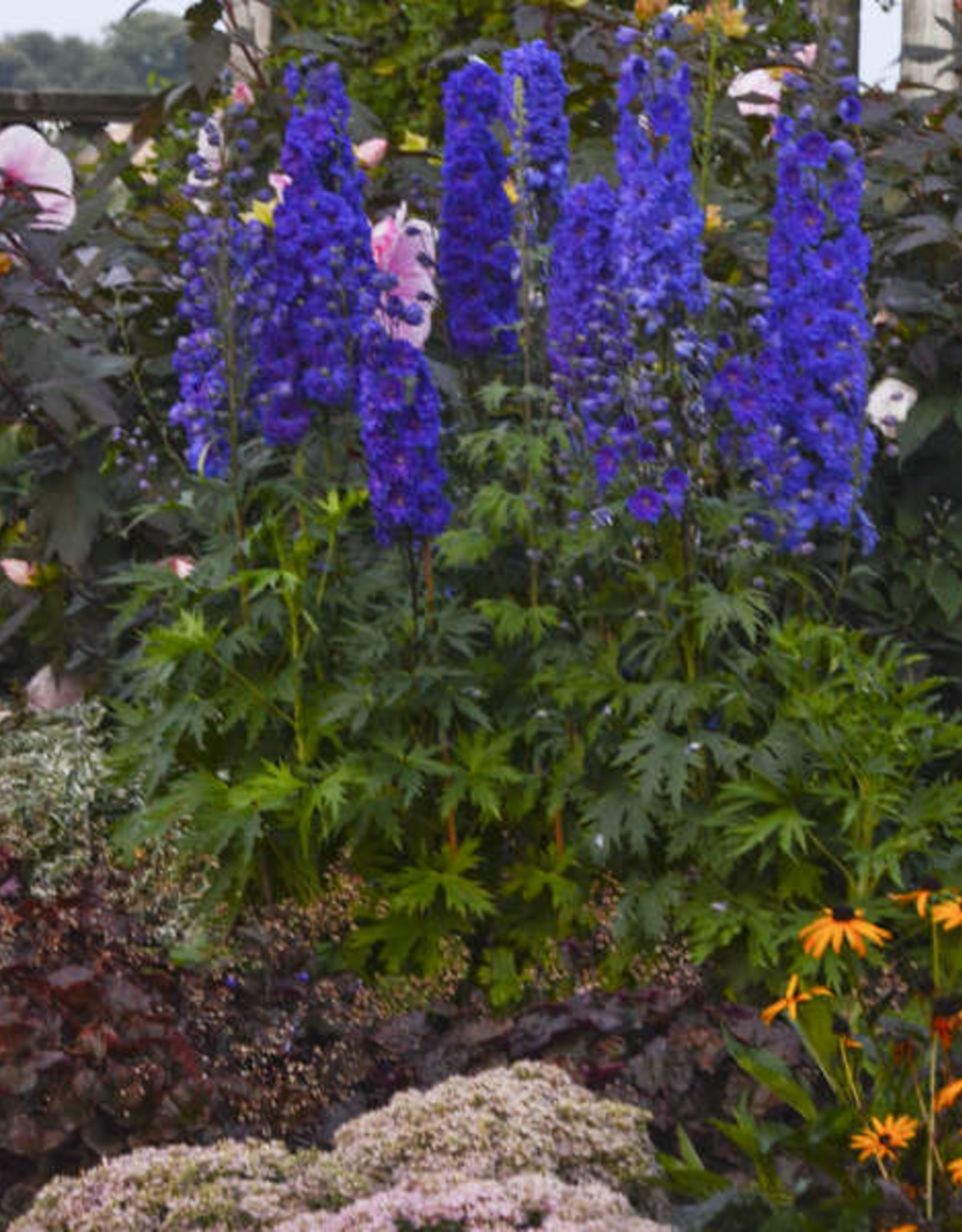 Walters Gardens Delphinium 'Pagan Purples' 5.5in
