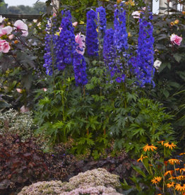 Walters Gardens Delphinium 'Pagan Purples' 5.5in