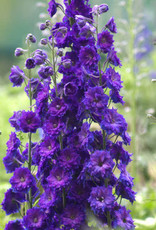 Walters Gardens Delphinium 'Pagan Purples' 5.5in