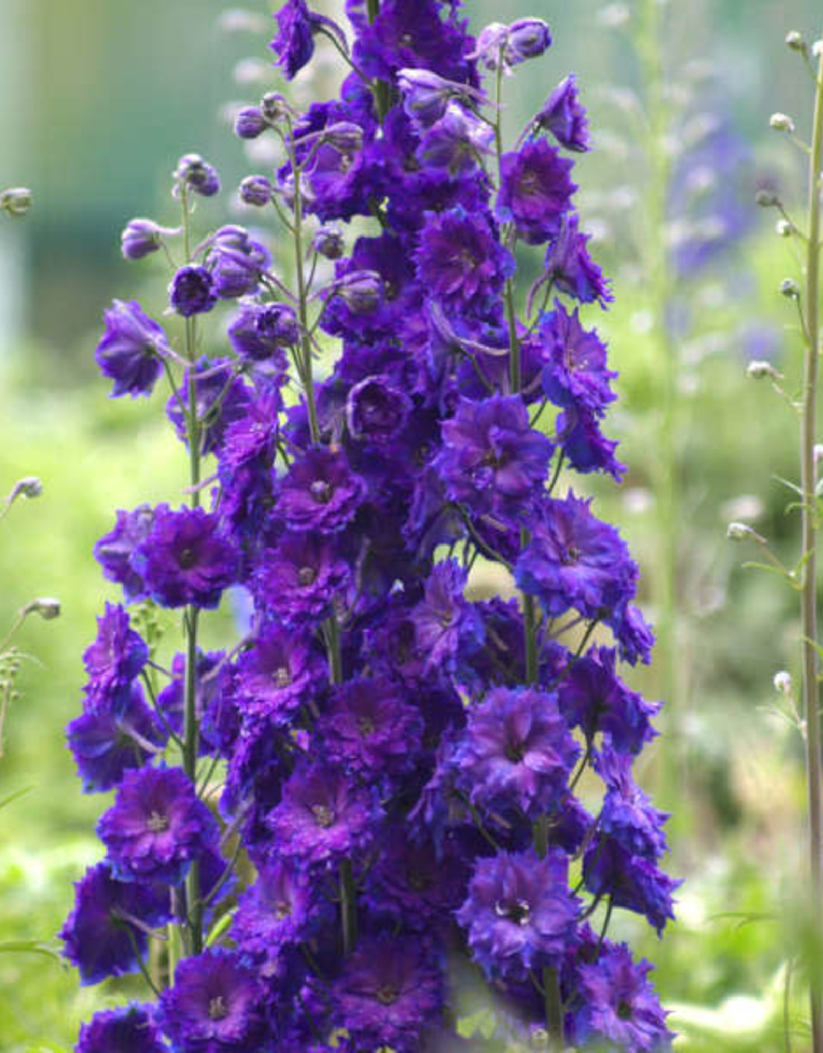 Walters Gardens Delphinium 'Pagan Purples' 5.5in