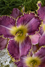 Walters Gardens Hemerocallis 'Raspberry Eclipse'  #1 Daylily