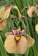 Walters Gardens Iris pseudata 'Yarai' #1