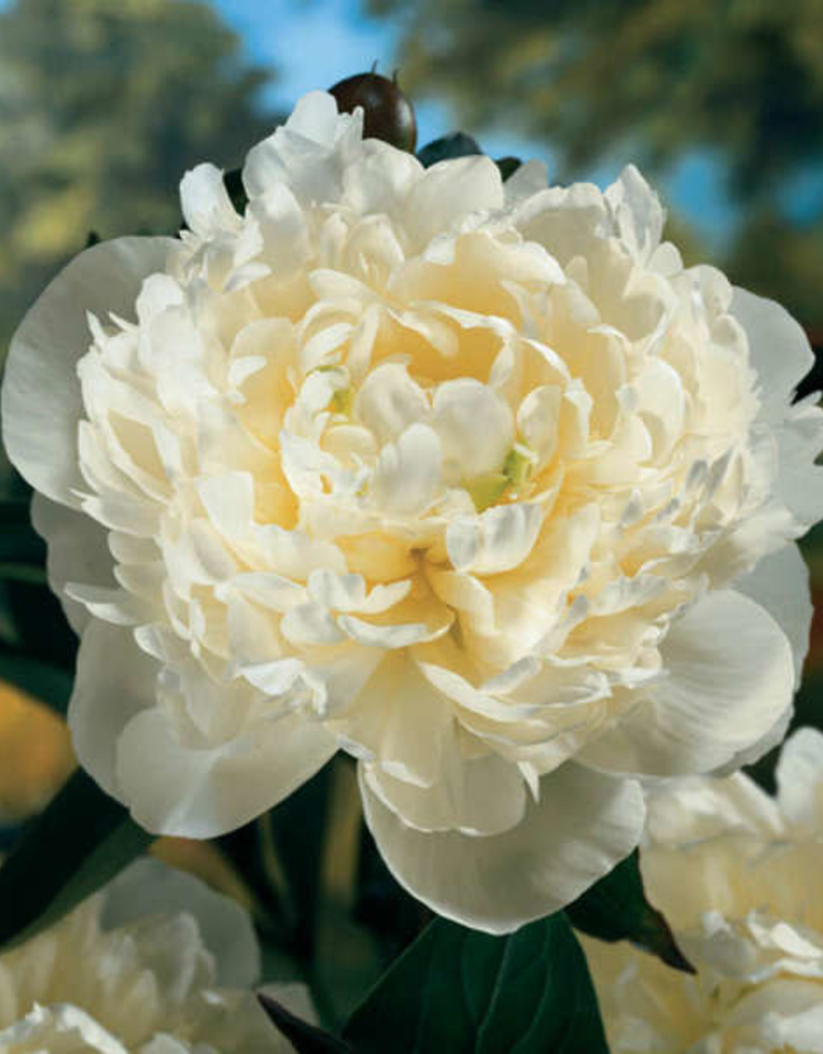 Walters Gardens Paeonia 'Duchess de Nemours' 3E#1 (double white)
