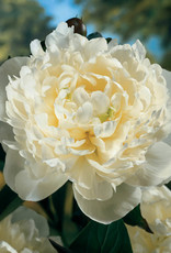 Walters Gardens Paeonia 'Duchess de Nemours' 3E#1 (double white)