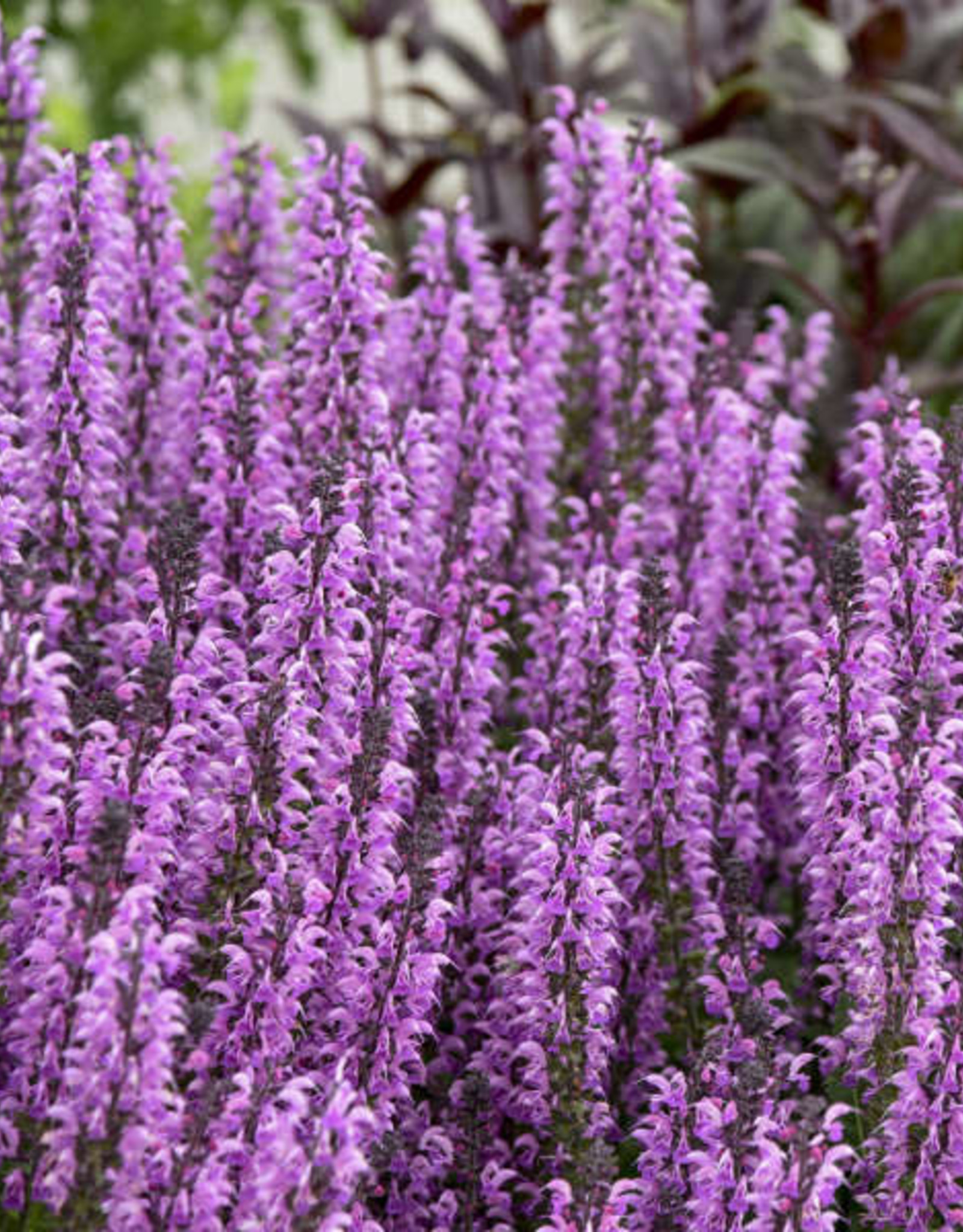 Proven Winners Salvia COLOR SPIRES 'Back to the Fuchsia' #1 PW