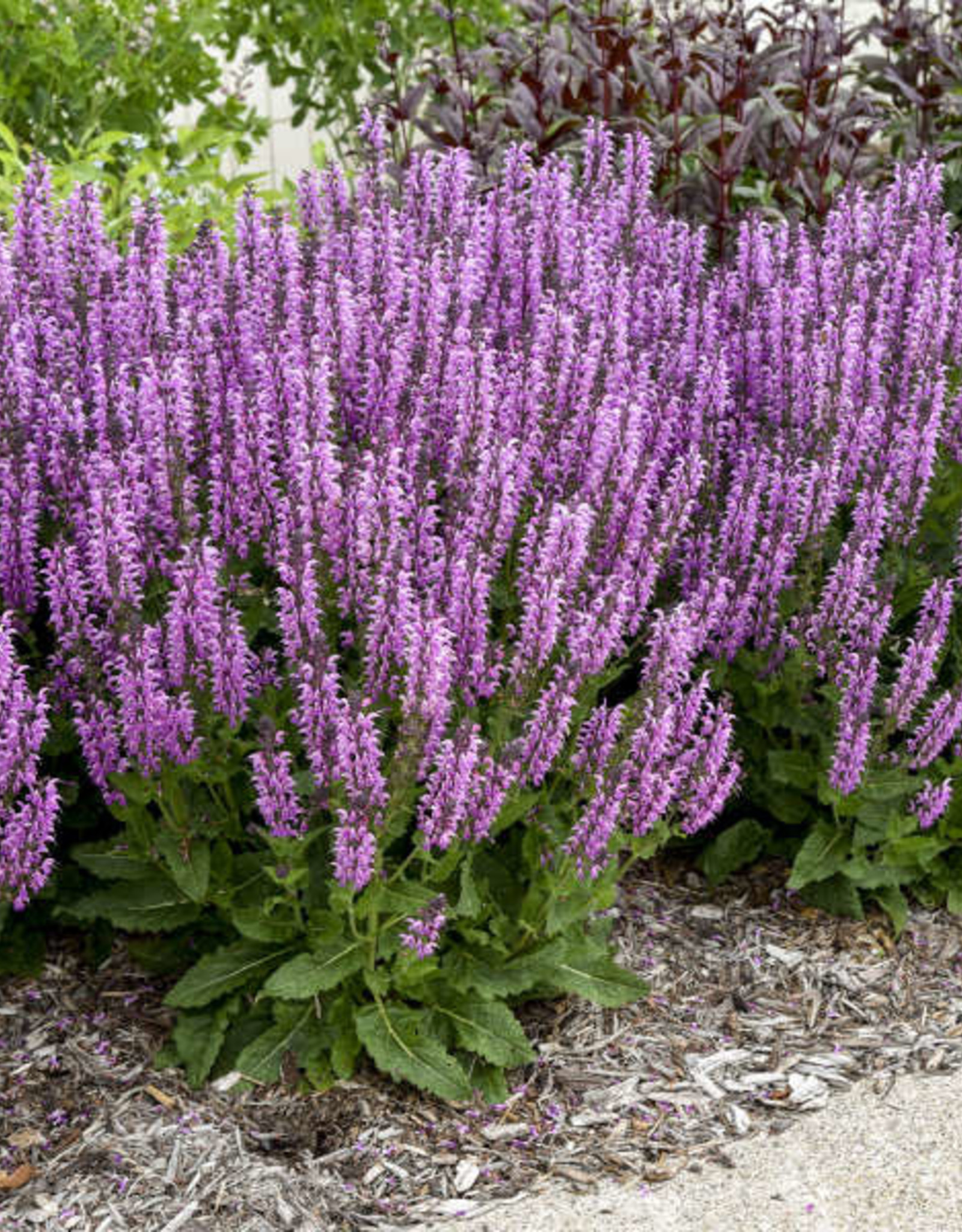 Proven Winners Salvia COLOR SPIRES 'Back to the Fuchsia' #1 PW