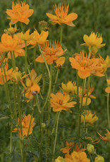 Walters Gardens Trollius c. Golden Queen #1 WG Chinese Globeflower