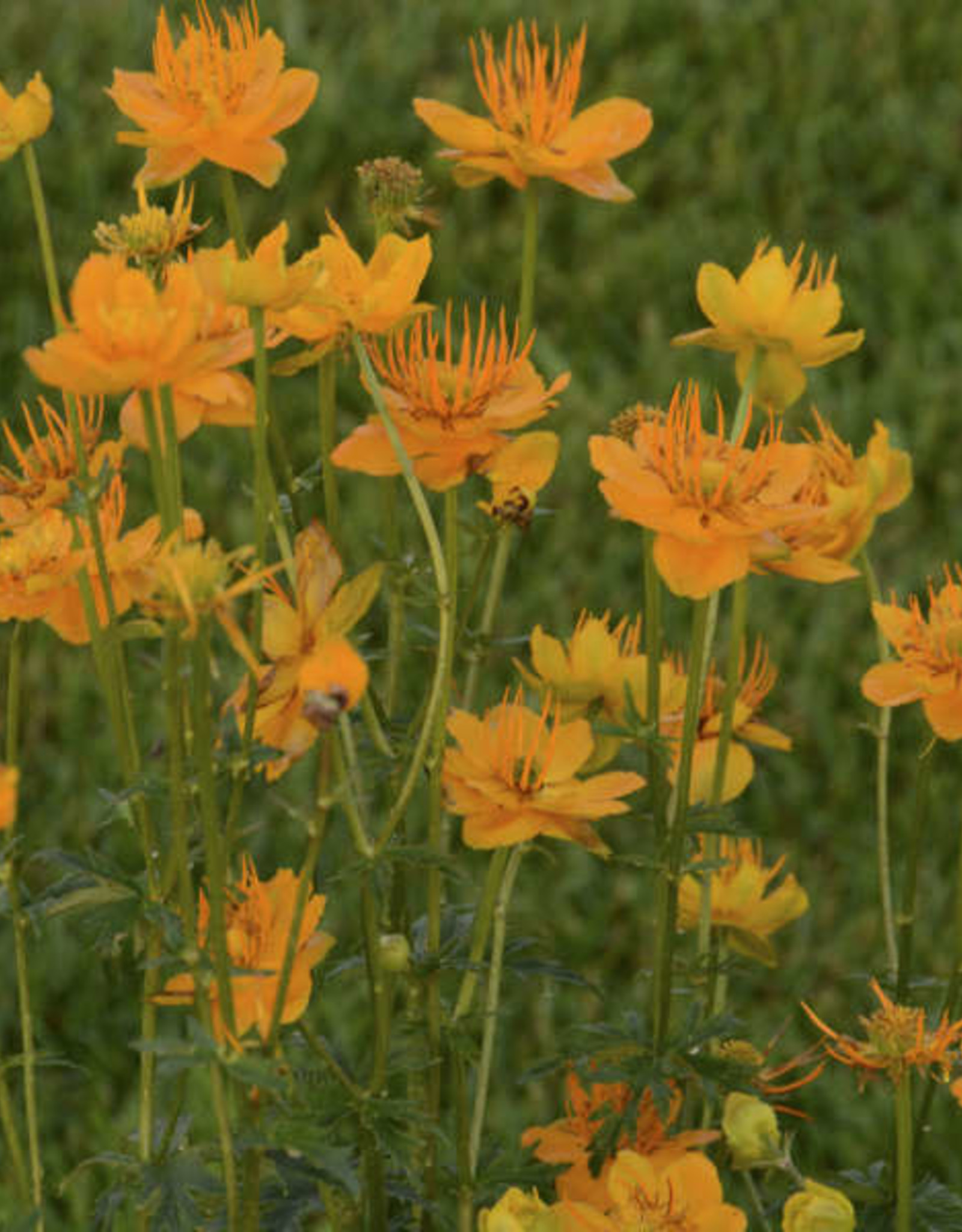 Walters Gardens Trollius c. Golden Queen #1 WG Chinese Globeflower