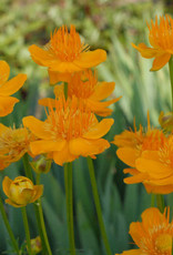 Walters Gardens Trollius c. Golden Queen #1 WG Chinese Globeflower
