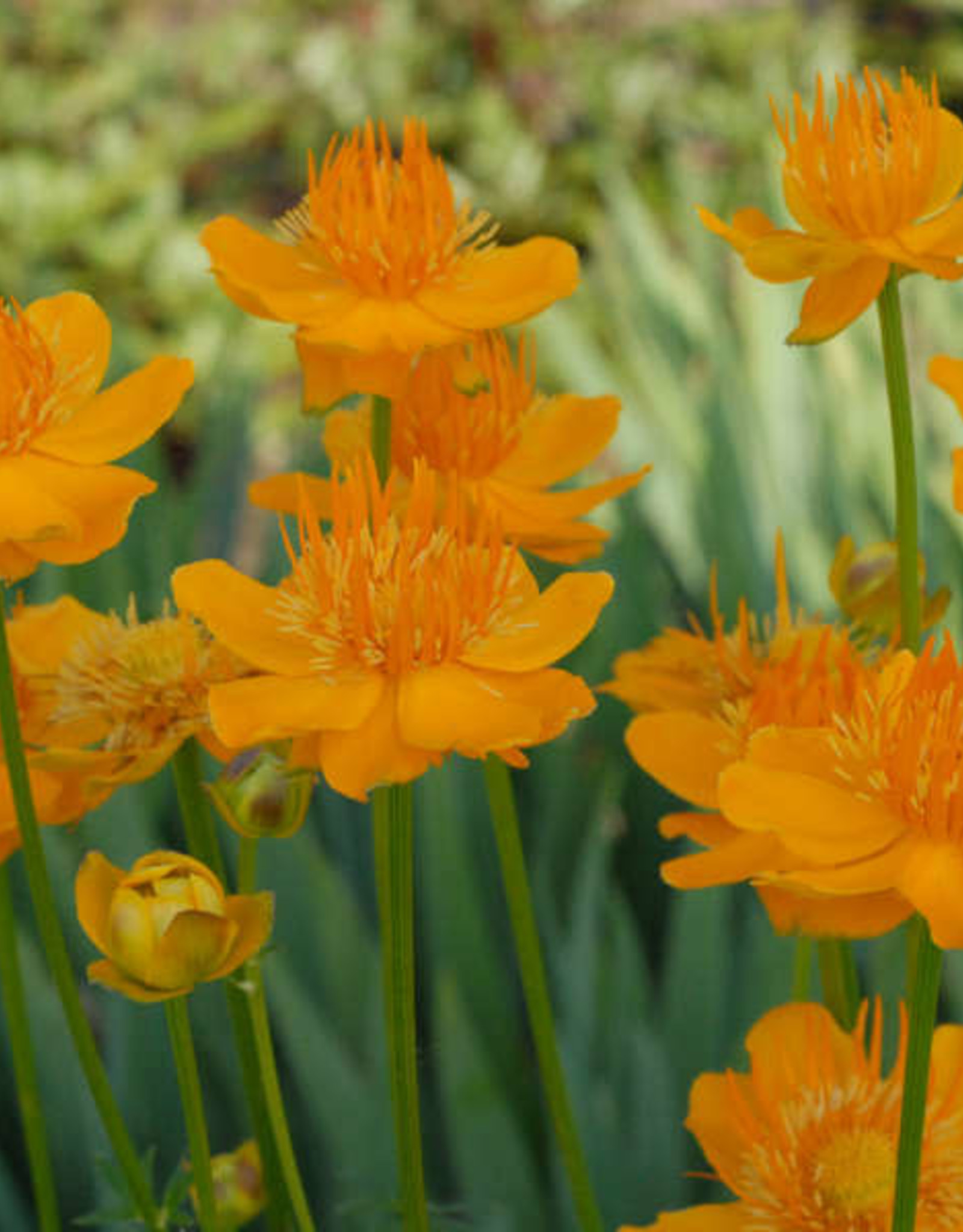 Walters Gardens Trollius c. Golden Queen #1 WG Chinese Globeflower