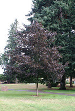 Bron and Sons Acer platanoides 'Prairie Splendor'  #10 Norway Maple