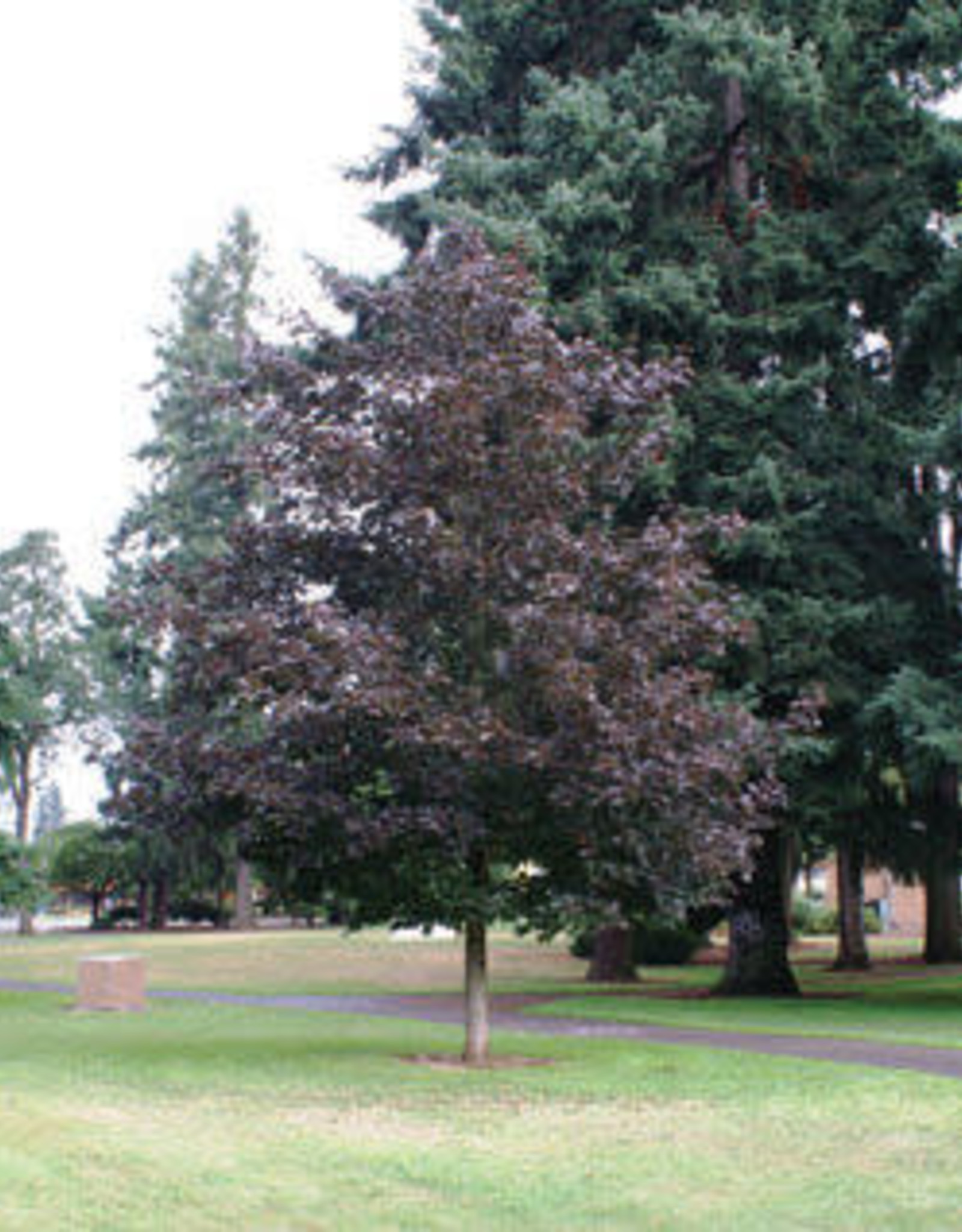 Bron and Sons Acer platanoides 'Prairie Splendor'  #10 Norway Maple