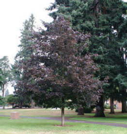 Bron and Sons Acer platanoides 'Prairie Splendor'  #10 Norway Maple