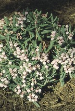 Bron and Sons Andromeda polifolia 'Blue Ice' #2 Blue Ice Bog Rosemary