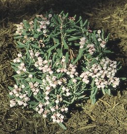 Bron and Sons Andromeda polifolia 'Blue Ice' #2 Blue Ice Bog Rosemary