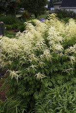 Bron and Sons Aruncus dioicus #1  Goat's Beard