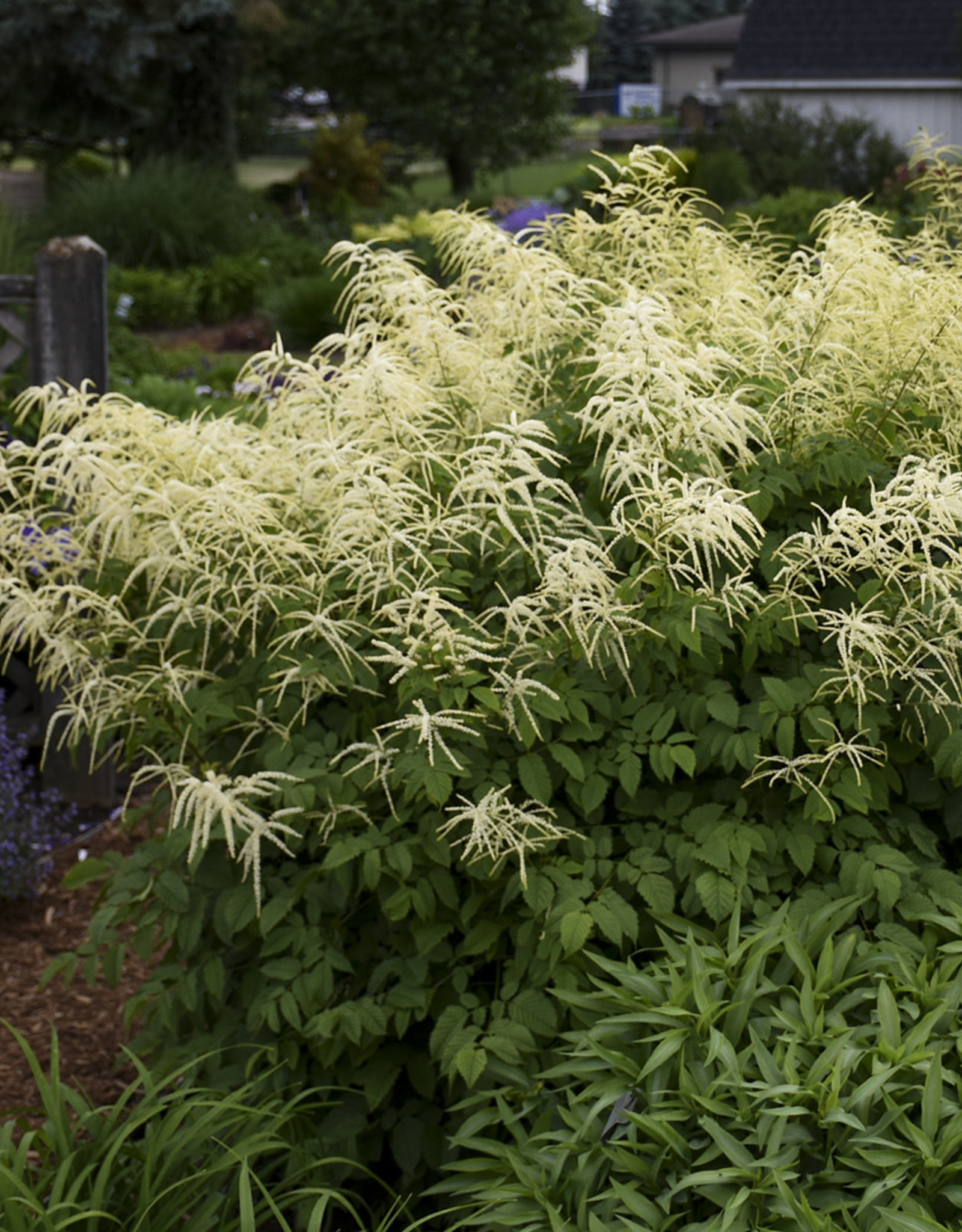 Bron and Sons Aruncus dioicus #1  Goat's Beard